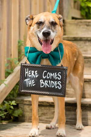 Pets Welcomed!